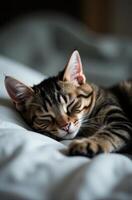 A cat sleeping on a bed photo