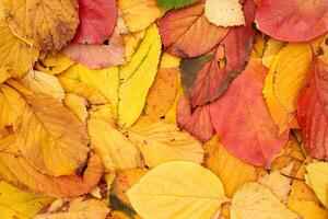 Red, yellow and green fallen leaves lie on the ground photo