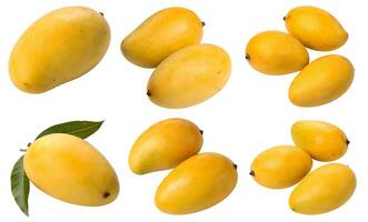 A collection of fresh juicy mango fruits isolated on a white background. photo