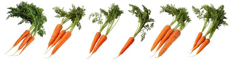 A set of carrots isolated on a white background photo