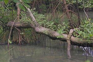 A section of a mangrove forest with flooded ground shows the roots of mangrove trees, fallen branches over the frame, and new green branches growing photo