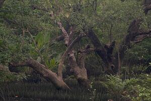 A dense and lush mangrove forest with patches of sunlight filtering through the leaves and onto the forest floor. Overall, this image represents a vibrant and thriving coastal ecosystem photo