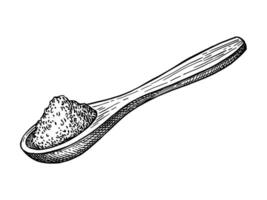 Spoonful of nutmeg powder. Ground spice. Ink sketch isolated on white background. Hand drawn illustration. Retro style. vector