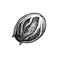Nutmeg. Mace spice. Ink sketch isolated on white background. Hand drawn illustration. Retro style. vector