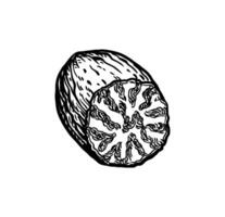 Half a nutmeg. Ink sketch isolated on white background. Hand drawn illustration. Retro style. vector