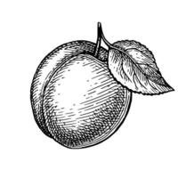 Apricot with leaf. Ink sketch isolated on white background. Hand drawn illustration. Vintage style. vector