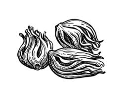 Mace spice. Ink sketch isolated on white background. Hand drawn illustration. Retro style. vector