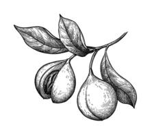 Nutmeg fruits. Myristica tree branch. Ink sketch isolated on white background. Hand drawn illustration. Retro style. vector