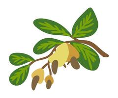 Cashew nuts branch with leaves. isolated illustration vector