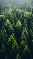 A forest with many trees in the middle of it photo
