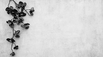 Monochrome Orchid Branch on Textured Neutral Background photo