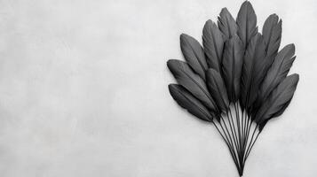 Dark feathers forming a fan like pattern against a soft gray surface photo