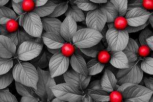 Red Berries Amidst Grey Leafy Pattern Background photo