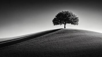 Solitary Tree on a Rolling Hill in Monochrome Landscape photo