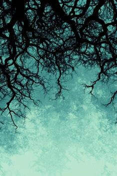 Dark Branches Against Light Textures Sky photo