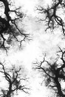 Winter Trees Reaching Towards the Light photo