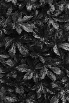 Monochrome Leaves Pattern on Dark Background photo