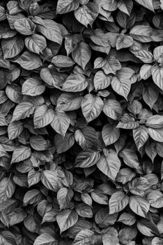 Monochrome Leaves Display a Detailed Textural Pattern photo