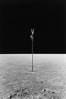 Single Twig Against a Two Tone Background photo