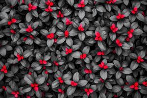 Red Blossoms Among Gray Foliage photo