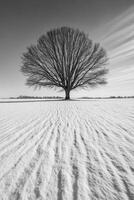 Solitary Tree Stands Tall Against Snowy Expanse photo