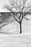 Bare Tree Against Concrete Wall in Monochrome photo