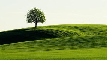 Lone Tree on a Rolling Green Hill photo