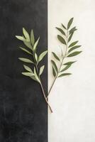 Green Olive Branches on a Divided Background photo