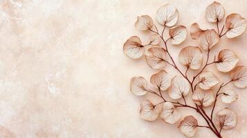 Dried Hydrangea Flowers on a Beige Background photo