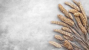Wheat Stalks on a Gray Textured Background photo