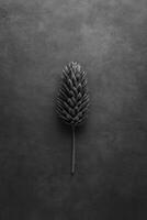Black and White Pine cone on a Dark Background photo