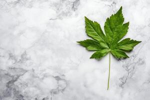 Green Maple Leaf on a Gray Marble Textured Background photo