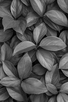 Monochromatic Leaves Forming a Dense Natural Pattern photo
