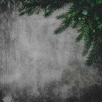 Evergreen Branches on a Textured Gray Surface with Dark Edges photo