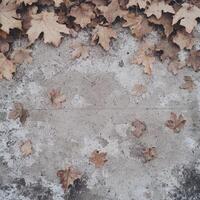 Brown Autumn Leaves Scattered on Gray Concrete Surface photo