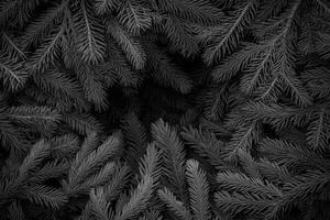 Black and White Pine Needles Texture photo