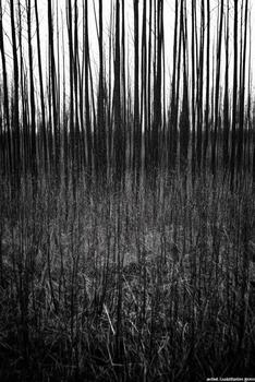 Monochrome Forest with Tall Thin Trees and Dense Undergrowth photo