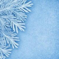 Frosty Pine Needles on a Light Blue Background photo