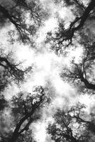 Upward Gaze Through Forest Canopy, Silhouettes of Bare Trees Against Cloudy Sky photo