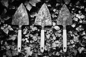 Three Garden Trowels on a Leafy Ground photo