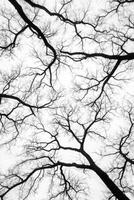 Bare Branches Against White Sky, Upward View photo