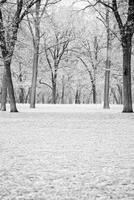 Snow Covered Ground with Bare Trees in a Monochrome Winter Forest Scene photo
