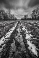 Snowy Dirt Path Through a Barren Forest Under a Dramatic Cloudy Sky photo