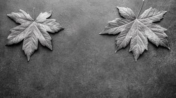 Two Maple Leaves on a Textured Gray Stone Surface in Monochrome photo