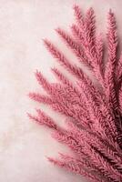 Delicate Pink Feathery Foliage on a Soft Beige Surface photo