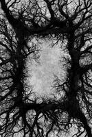 Bare Tree Branches Framing a Cloudy Sky in Monochrome photo
