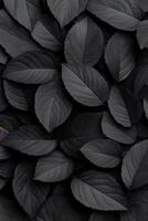 Cluster of Black Leaves in a Monochrome Natural Setting photo