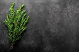 Fresh Green Rosemary Sprigs on a Dark Textured Slate Surface photo