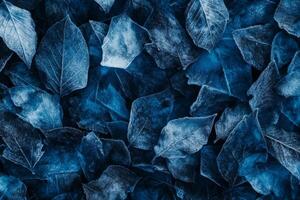 Frosty Blue Leaves Scattered in a Chilly Winter Pattern photo