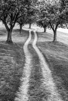 Winding Dirt Path Through a Grove of Trees in Monochrome photo